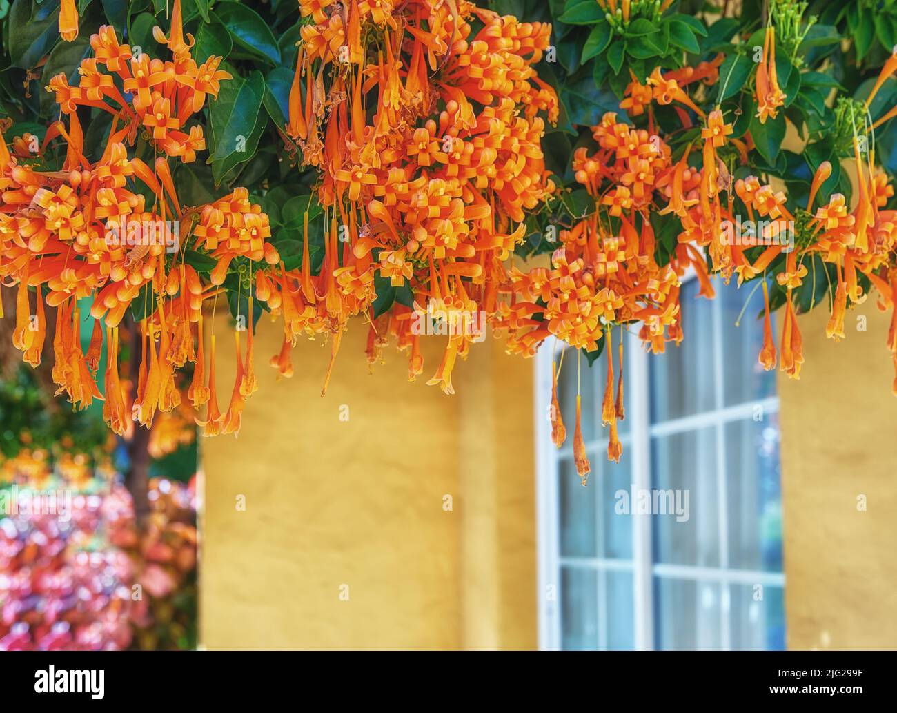 Nahaufnahme von Pyrostegia venusta Blumen blühen, blühen und hängen von einem grünen Baum. Zarte, frische Flamevine-Pflanzen aus Santa Cruz de La Palma Stockfoto