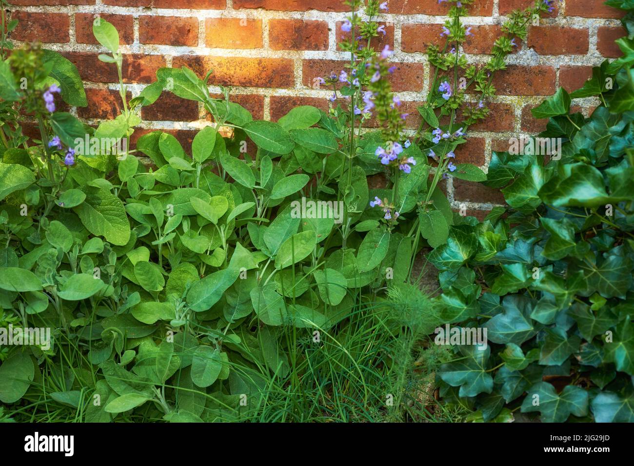 Blick auf frische Petersilie, Thymian, Koriander und Basilikum, die in einem Gemüsegarten zu Hause wachsen. Textur Detail von lebendigen und üppigen Kochen Aroma Kräuter Stockfoto