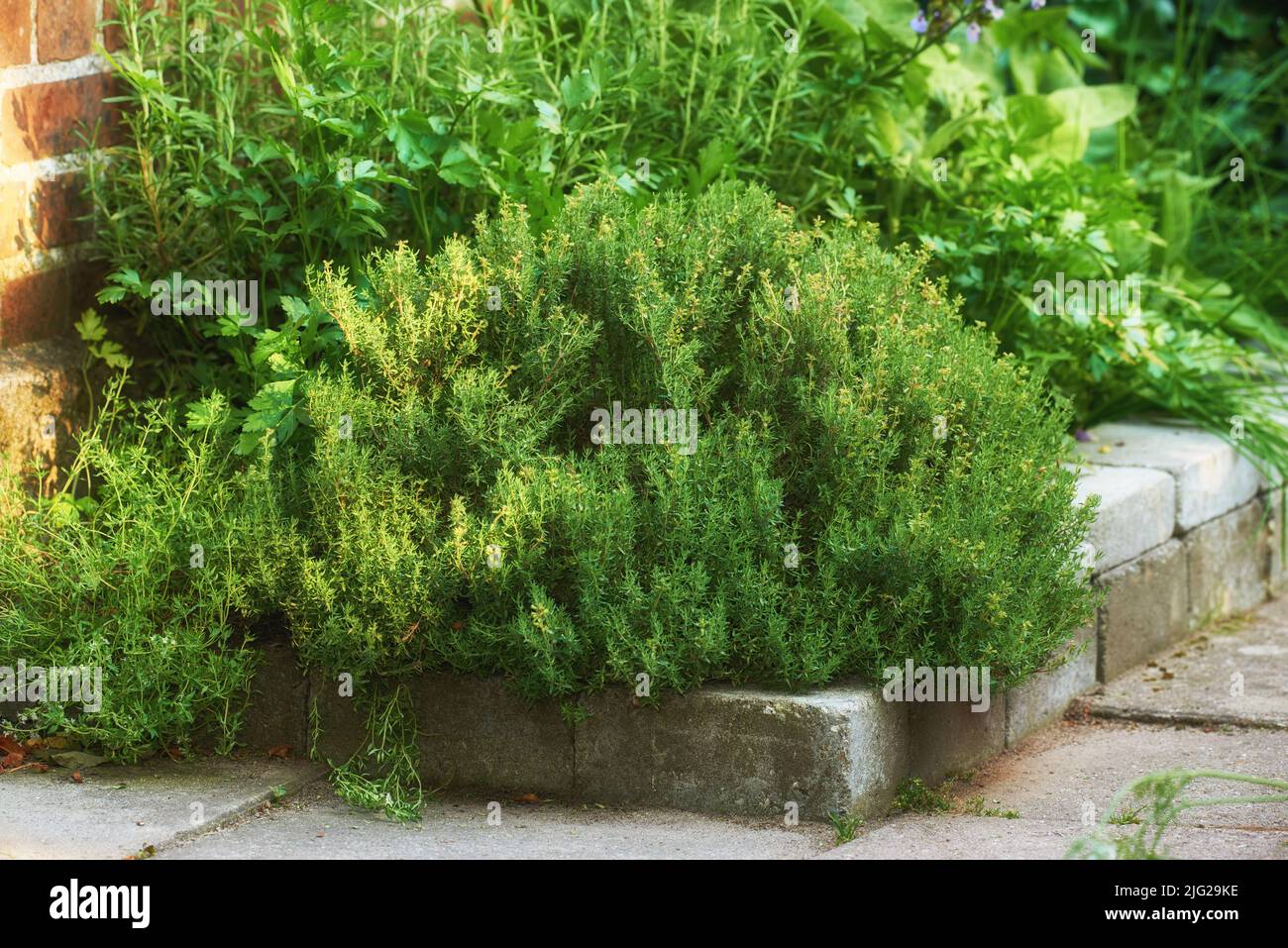 Kleiner grüner Kräutergarten, der in einem Hinterhof draußen mit kleinen Sträuchern und Büschen wächst. Üppiges Gras und Kräuterpflanzen wachsen in einem nachhaltigen ökologischen Stockfoto