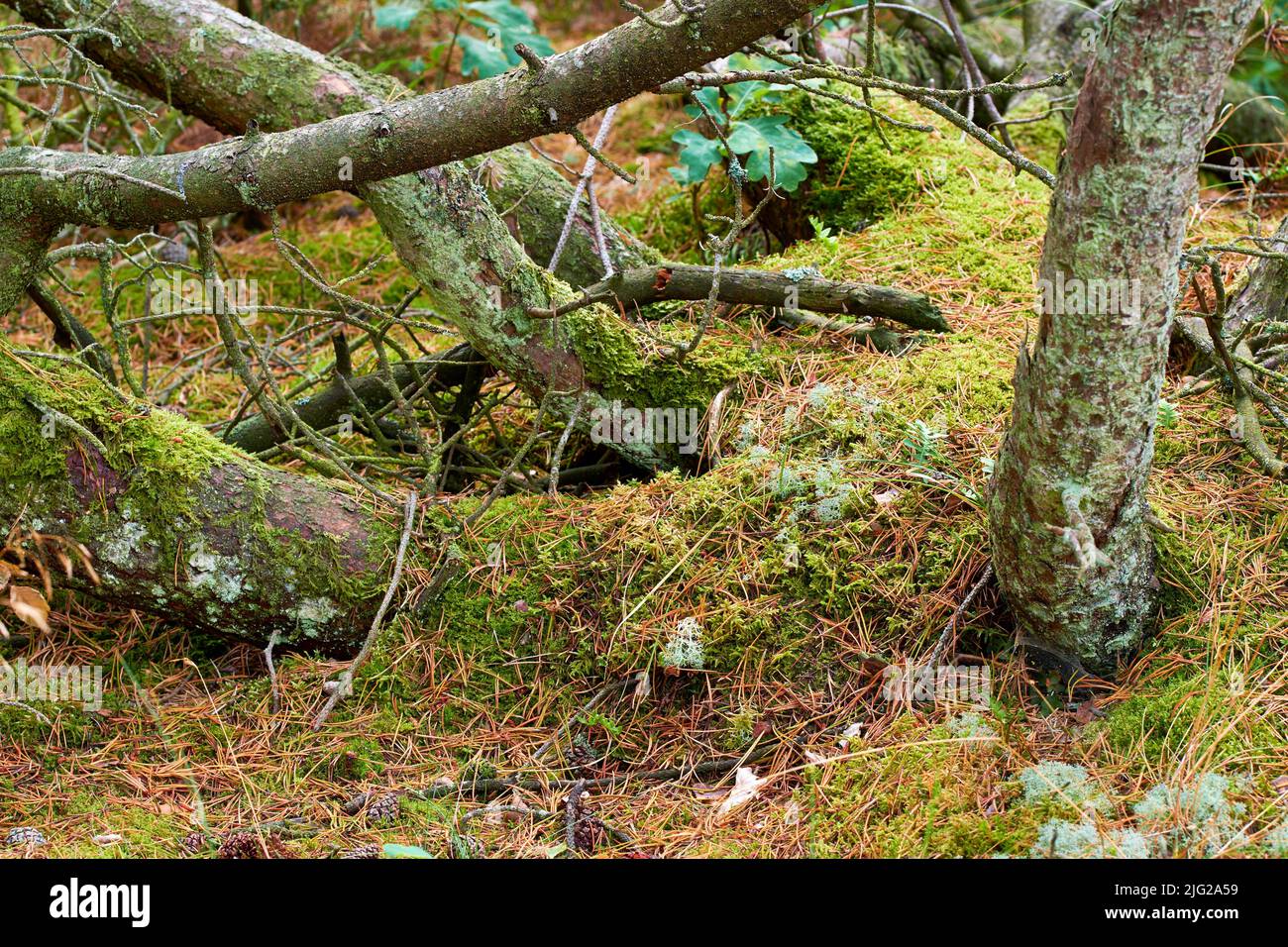 Blick auf alte trockene Pinien im Wald. Gefallene Kiefern nach einem Sturm oder starkem Wind, gelehnt und beschädigt. Grünes Moos oder Algen wachsen auf dem Baum Stockfoto