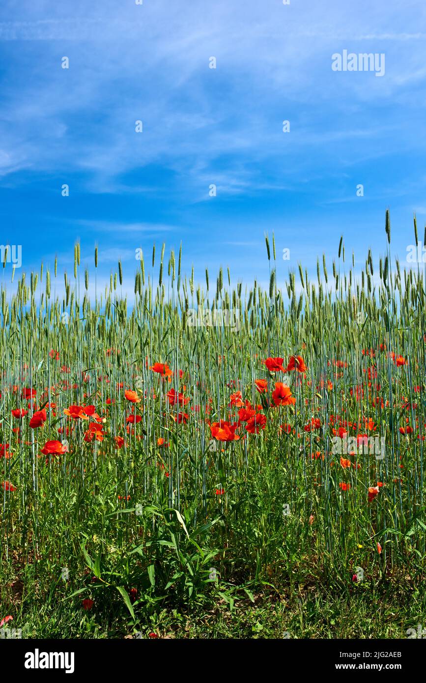 Rote Mohnblumen blühen an einem sonnigen Tag in einem wilden Feld in der Natur. Copyspace und malerische Landschaft eines bunten landwirtschaftlichen Flächen im Frühjahr. Gruppe von Stockfoto