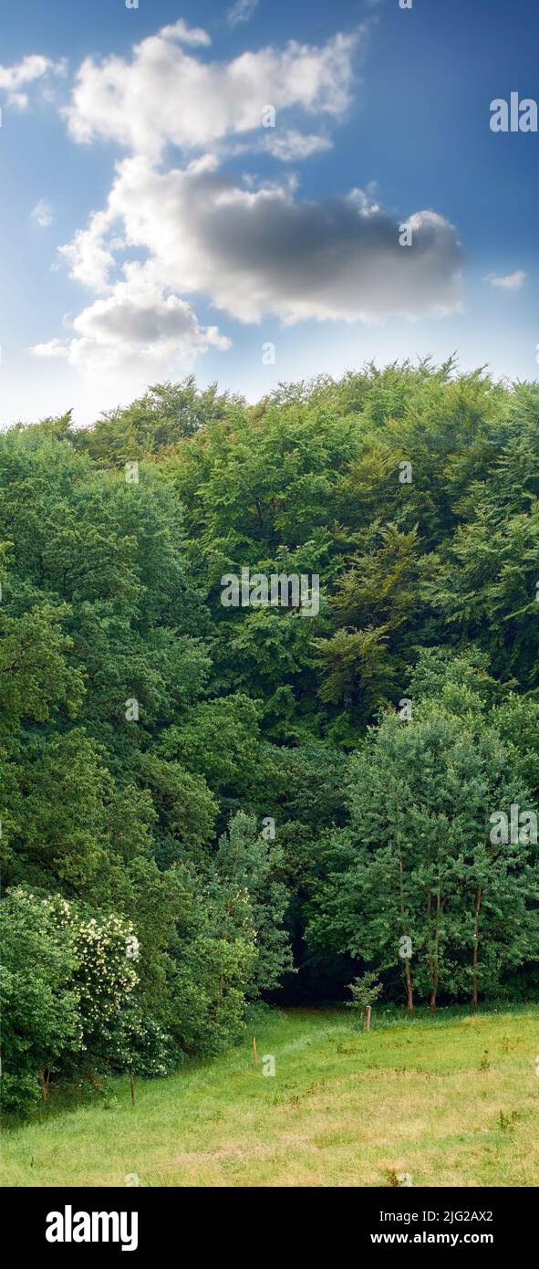 Copspace und malerische Landschaft eines friedlichen grünen Feldes mit bewölktem blauen Himmel Hintergrund. Ruhige und ruhige Landschaft eines Waldes mit üppigen Bäumen und Stockfoto