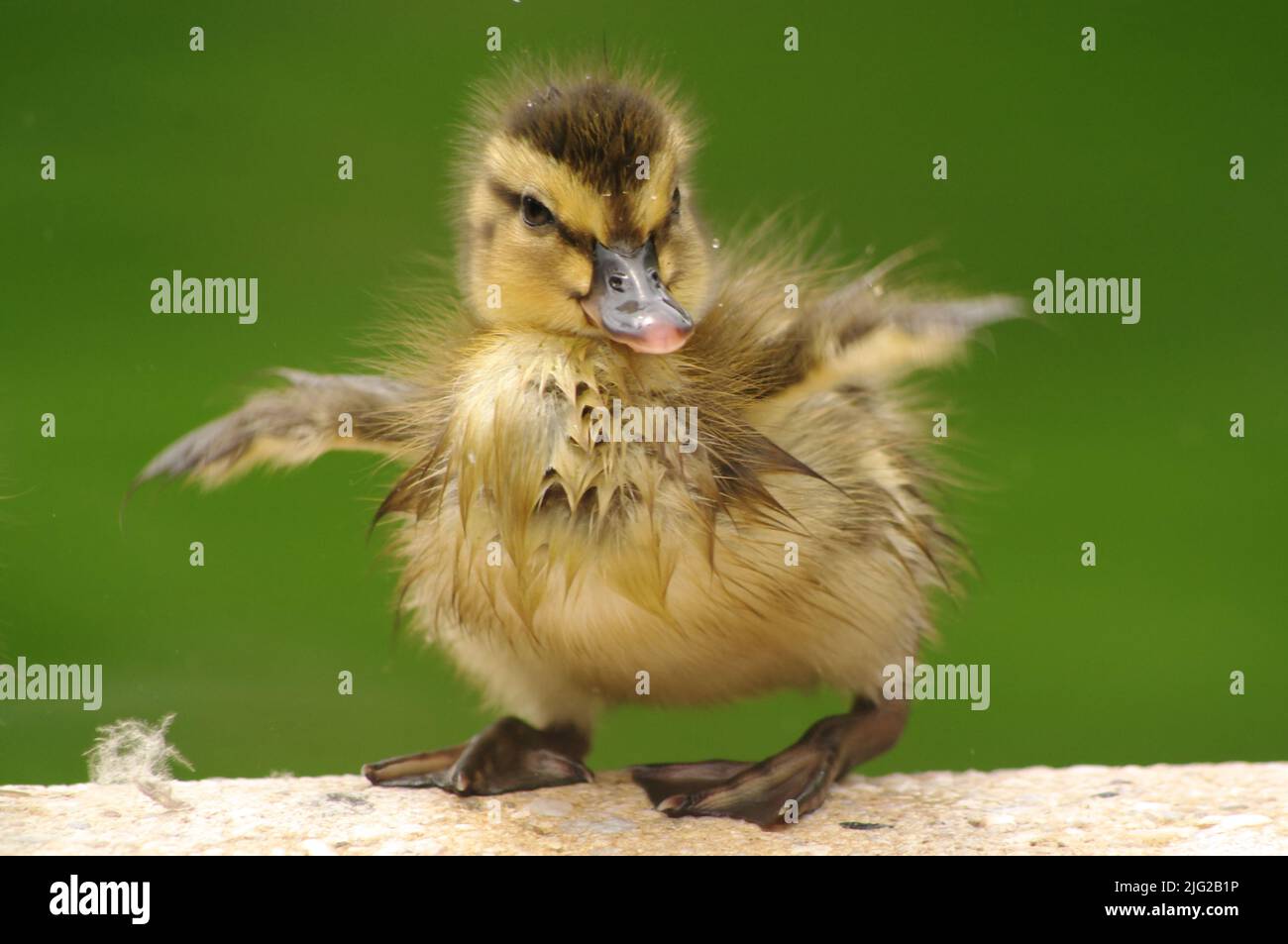 Ein Stockenten-Entlein testet seine Flügel. Stockfoto