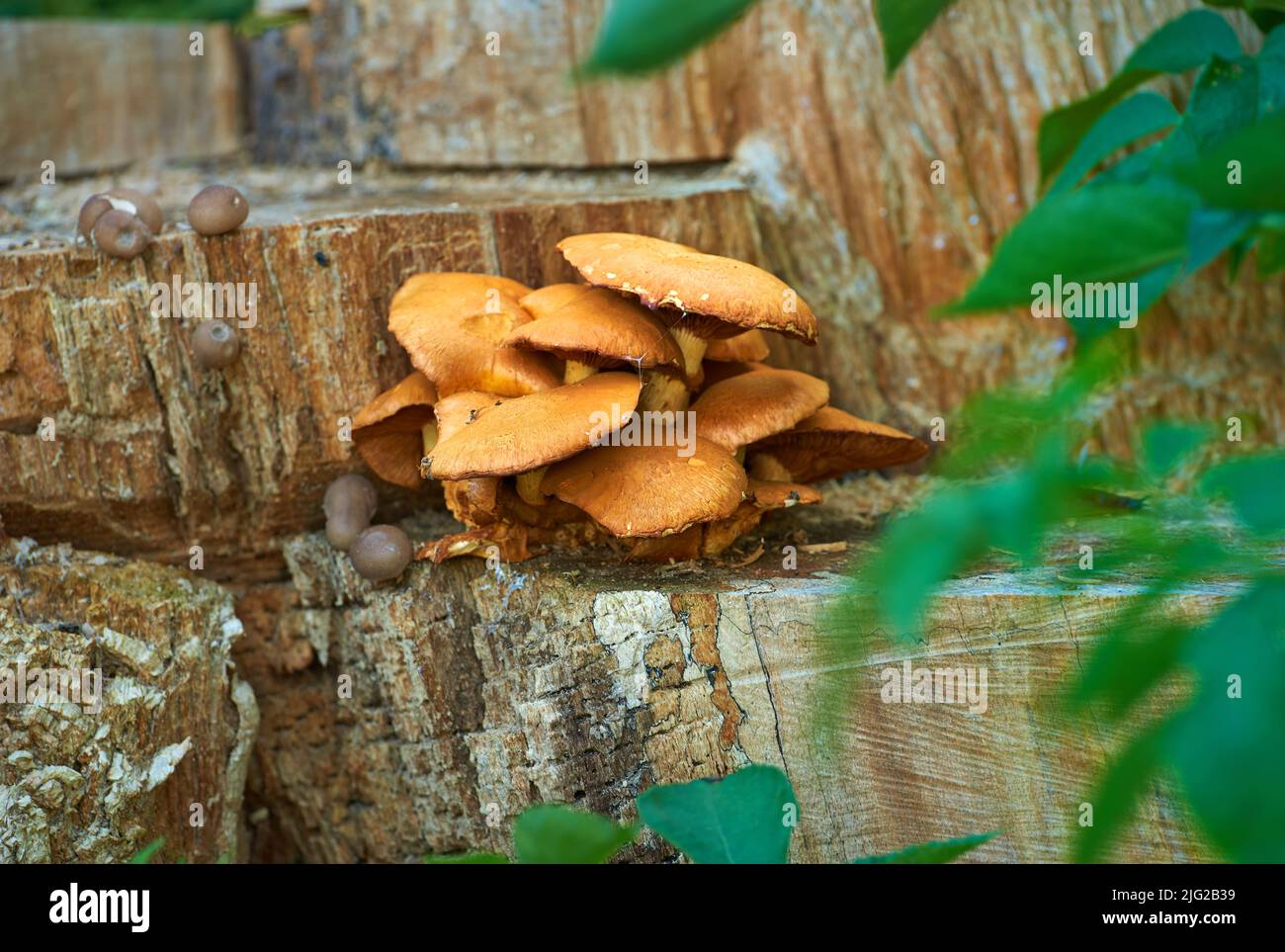 Nahaufnahme von wilden Steinpilzen, die auf einem Baumstumpf in einem organischen, üppigen Wald wachsen. Pflanzen wachsen und blühen in einer ökologischen und nachhaltigen Stockfoto