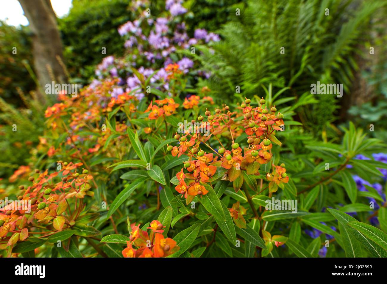 Pfauenblüten oder caesalpinia pulcherrima wachsen in einem Garten im Freien. Nahaufnahme von schönen leuchtend orange blühenden Pflanzen mit üppigen grünen Blättern Stockfoto