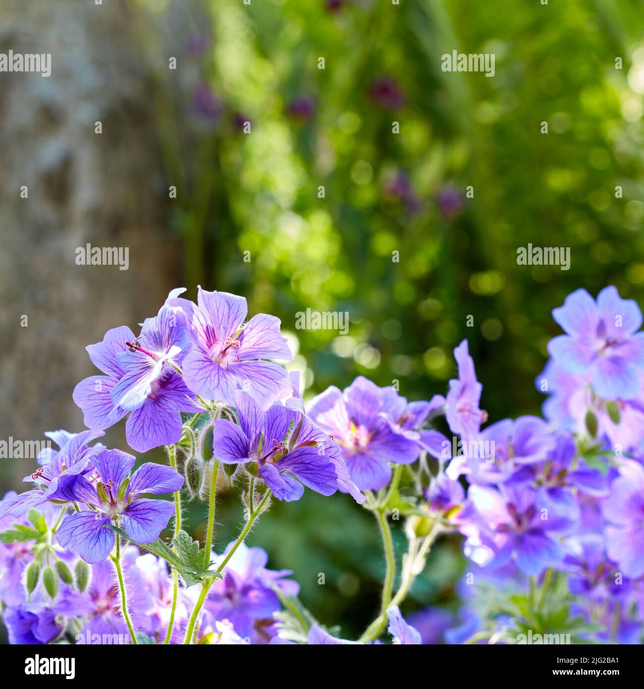 Lila Pflanzen und Blumen wachsen in einem grünen Garten im Frühjahr. Im Sommer blüht und blüht die Geranienpflanze auf einem üppigen Feld. Wunderschön Stockfoto