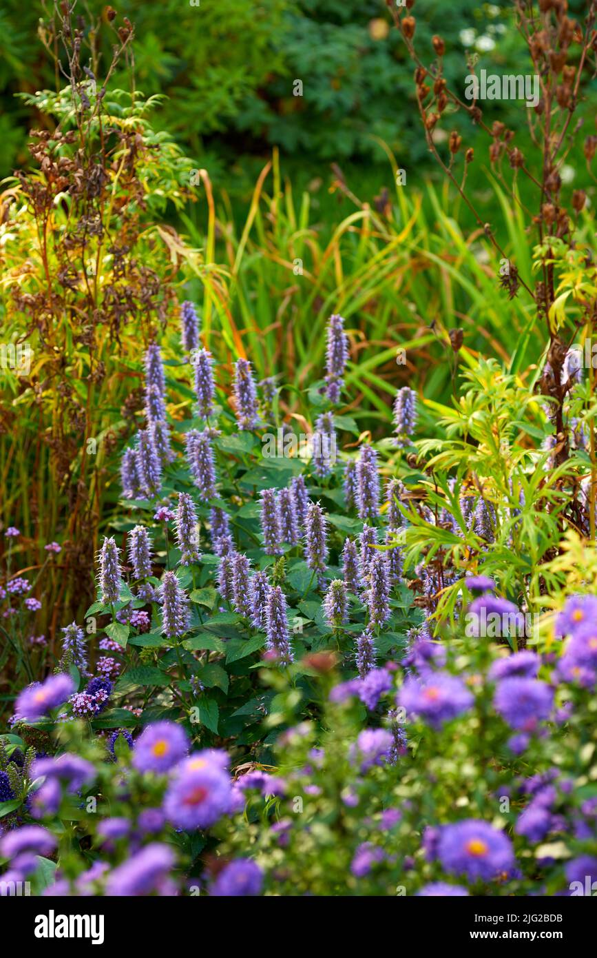 Lila koreanische Minze wächst in einem Busch oder Strauch umgeben von üppigen lebendigen Blumen und Pflanzen im Hinterhof oder botanischen Garten. Agastache rugosa Stockfoto