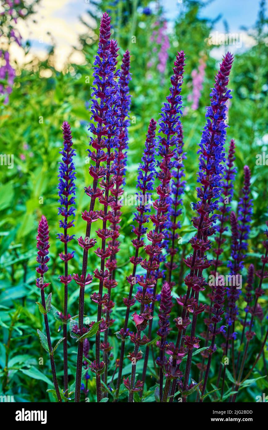 Nahaufnahme von Füchshandschuhen Blumen blühen im Park in der Natur. Viele Digitalis purpurea wachsen und blühen im Sommer auf einem Feld. Wunderschönes Lila Stockfoto