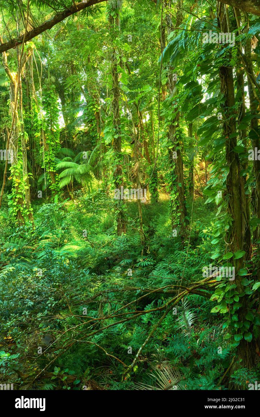 Bäume und Pflanzen wachsen in einem grünen, üppigen Dschungel in Hawaii, USA. Harmonie und Natur in einem wilden, abgelegenen Wald mit tropischem organischem Wachstum. Ruhig Stockfoto