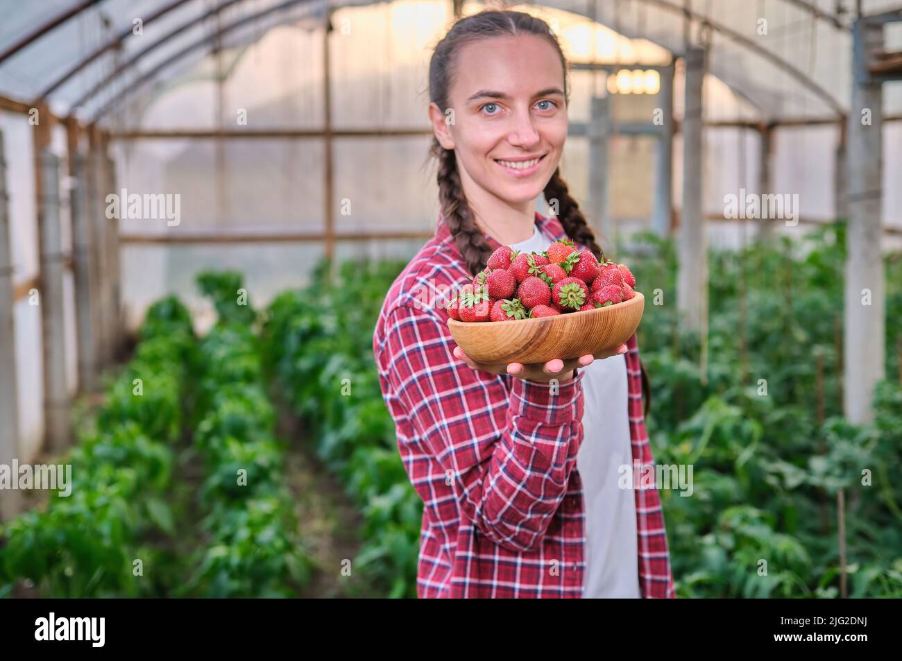 Eine Arbeiterin raubte Erdbeere im Gewächshaus und hielt Holzplatte vor sich Stockfoto