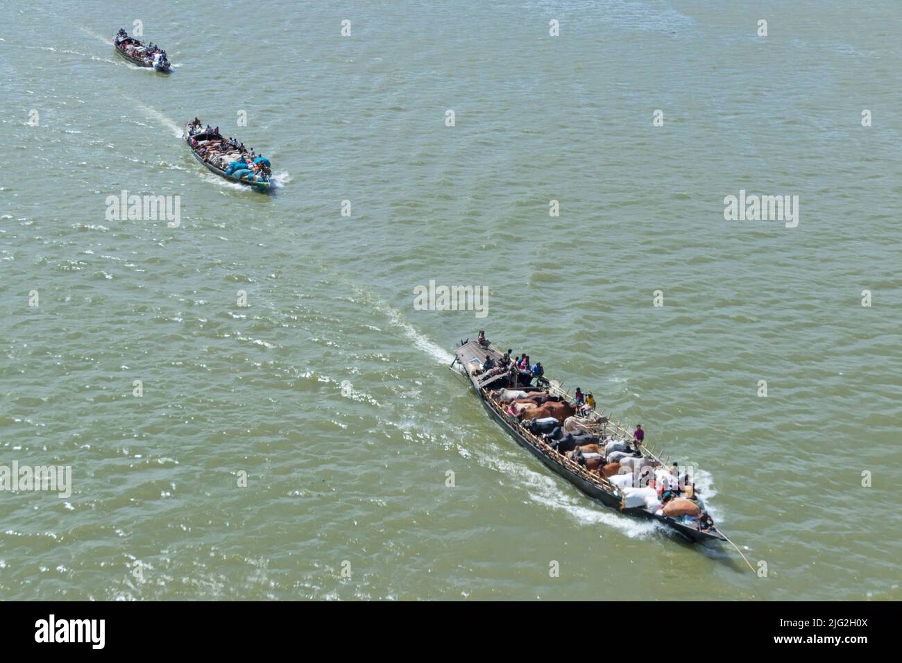 Dhaka, Bangladesch. 7. Juli 2022, Munshiganj, Dhaka, Bangladesch: Die Verkäufer transportieren Dutzende von Rindern in schmale Boote mit Dutzenden von Menschen, während sie auf einem Markt in Munshiganj, Bangladesch, vor dem Eid-ul-Azha, dem Opferfest, einem der größten Feste der Muslime, zum Verkauf gebracht werden. Mehr als eine Million Rinder fahren fast 200 Meilen auf den kleinen Booten, begleitet von menschlichen Passagieren, von denen viele auf dem Weg zum Markt am Heck und am Heck des Schiffes sitzen. Kredit: ZUMA Press, Inc./Alamy Live Nachrichten Stockfoto