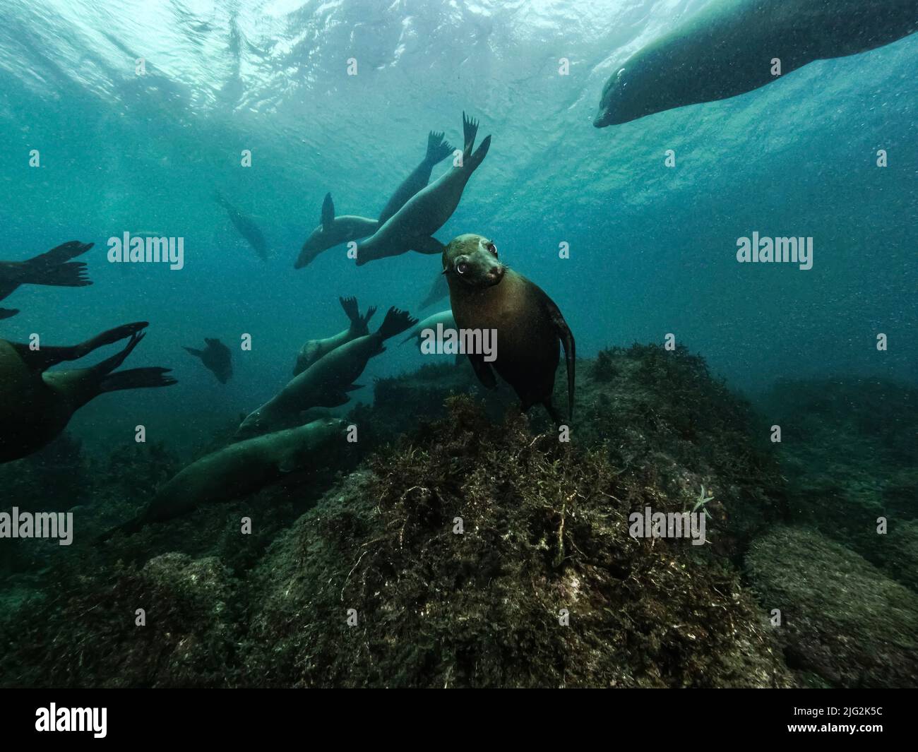 Leben unter Wasser Baja California mexiko Stockfoto