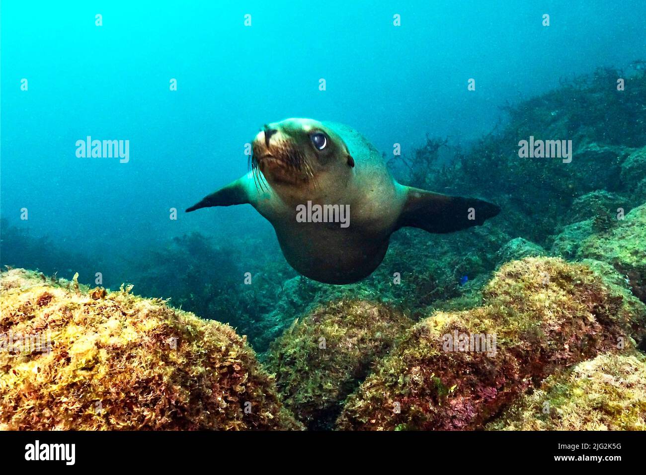 Leben unter Wasser Baja California mexiko Stockfoto