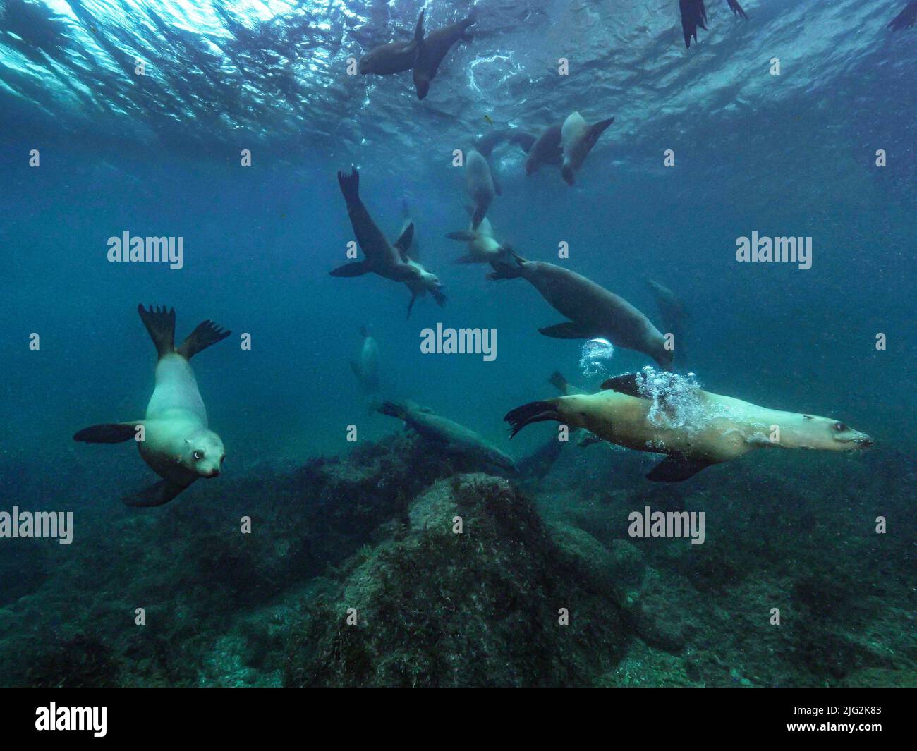 Leben unter Wasser Baja California mexiko Stockfoto
