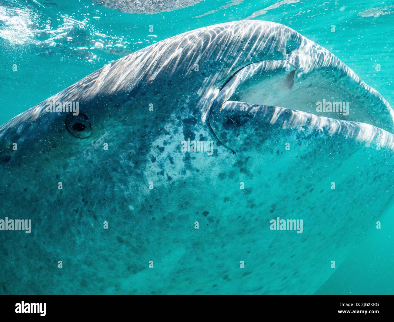 Leben unter Wasser Baja California mexiko Stockfoto