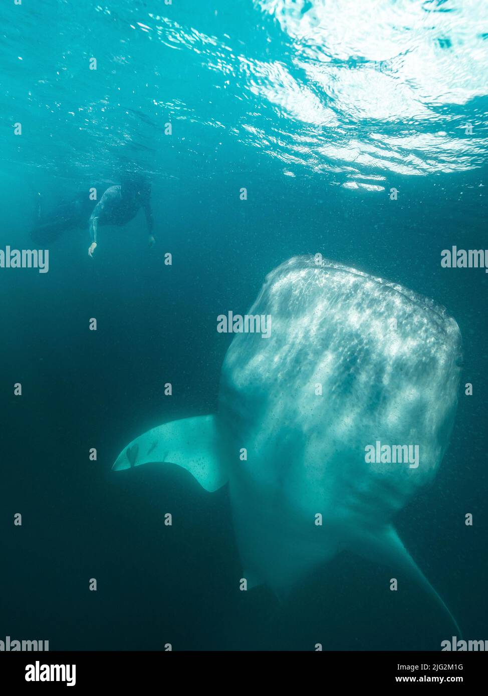 Leben unter Wasser Baja California mexiko Stockfoto