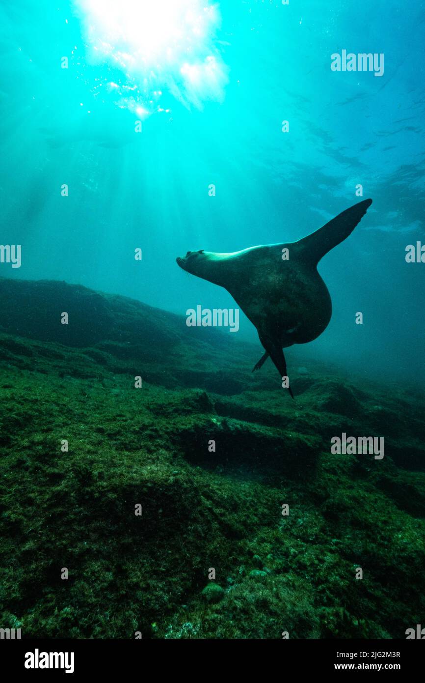 Leben unter Wasser Baja California mexiko Stockfoto