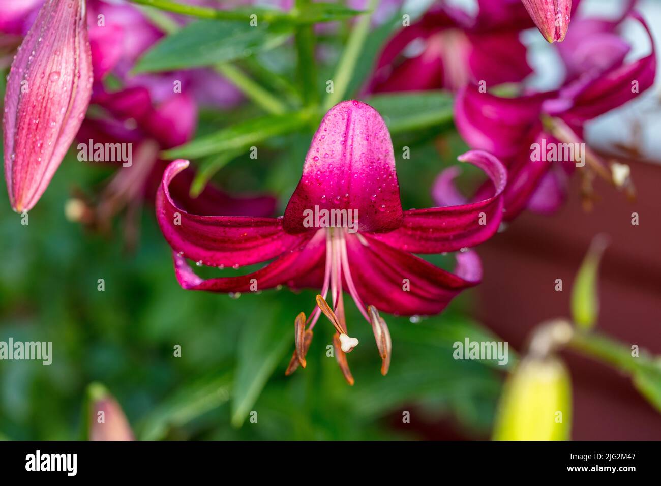 Lilie aus purpurpurem Marmor, Trädlilja (Lilium regale) Stockfoto