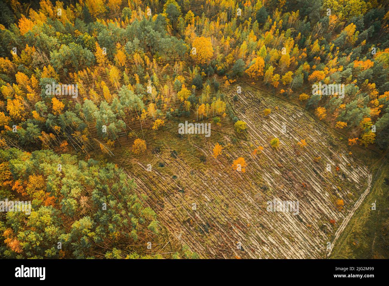 Luftaufnahme des Herbstgelben gemischten Laub- und Nadelwaldes in der Landschaft der Entwaldungszone. Top-Blick auf die europäische Natur von hoher Einstellung in Stockfoto