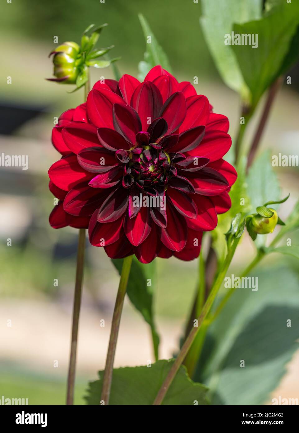 „Arabian Night“ formell Dekorative Dahlia, Dekorativdahlia (Dahlia x Hortensis) Stockfoto