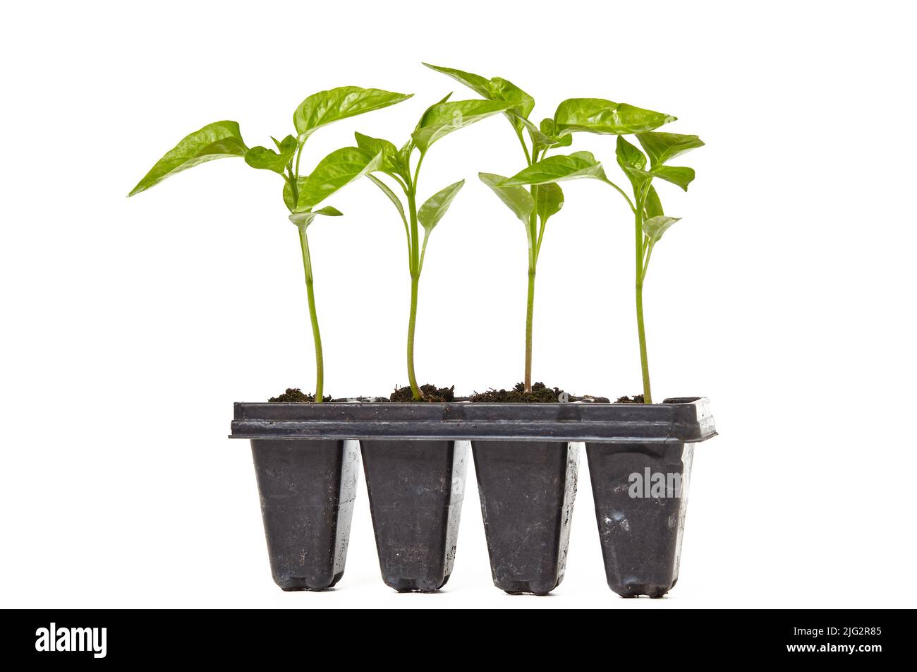 Pfeffer Sämling in Kunststofftopf isoliert auf weißem Hintergrund. Anbau von Gemüse in gemahlenen Gebäuden oder Gewächshaus Stockfoto
