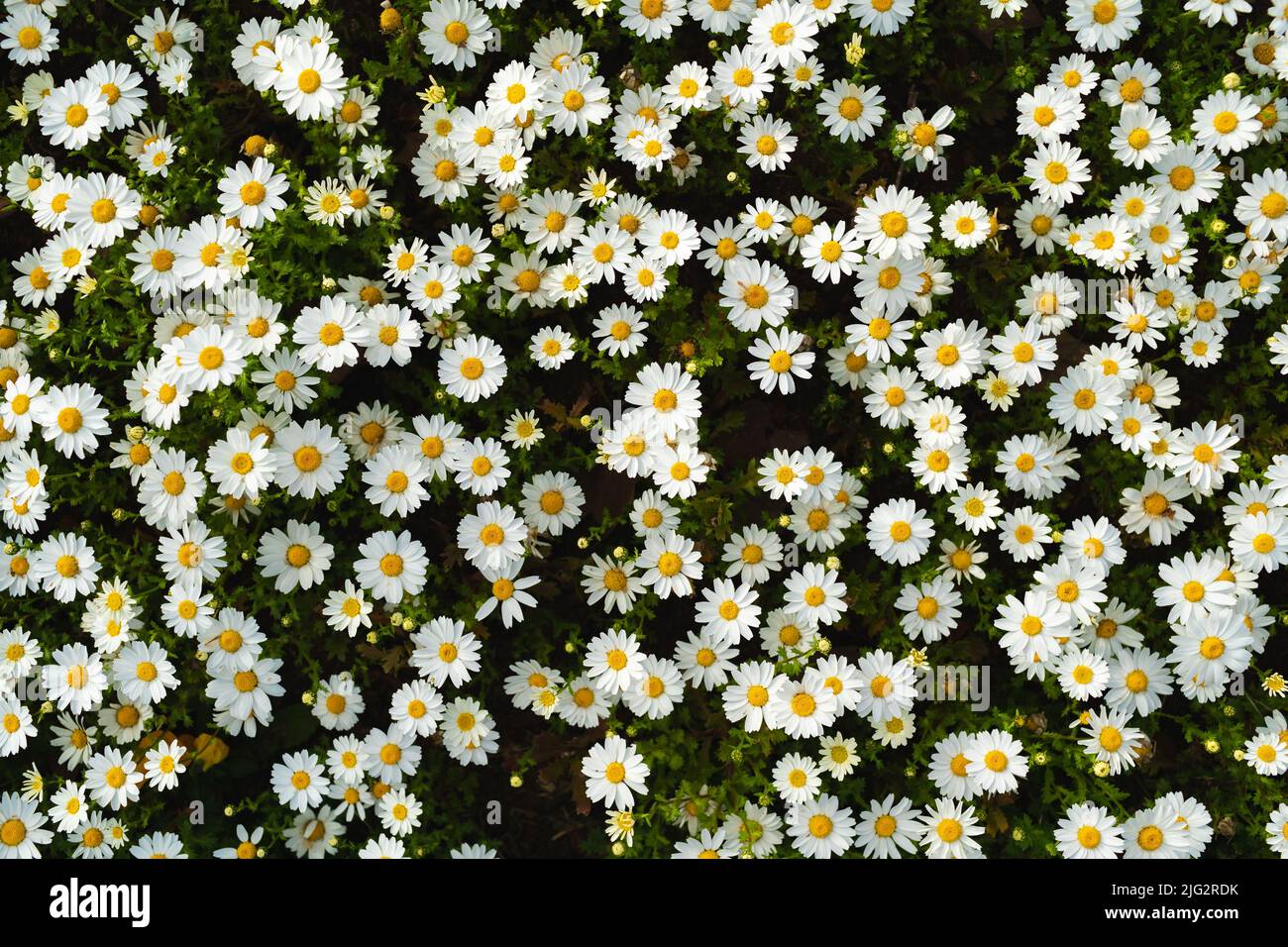 Schöne Blüte Gänseblümchen Blumen Hintergrund Draufsicht Stockfoto