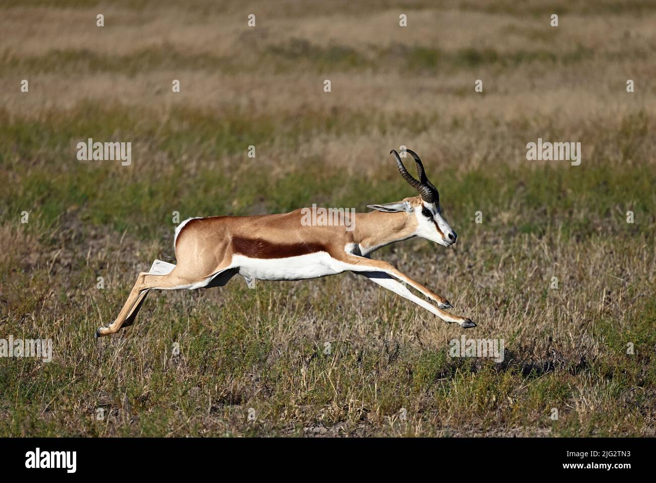 Springbok läuft im Kalahari Botswana Stockfoto