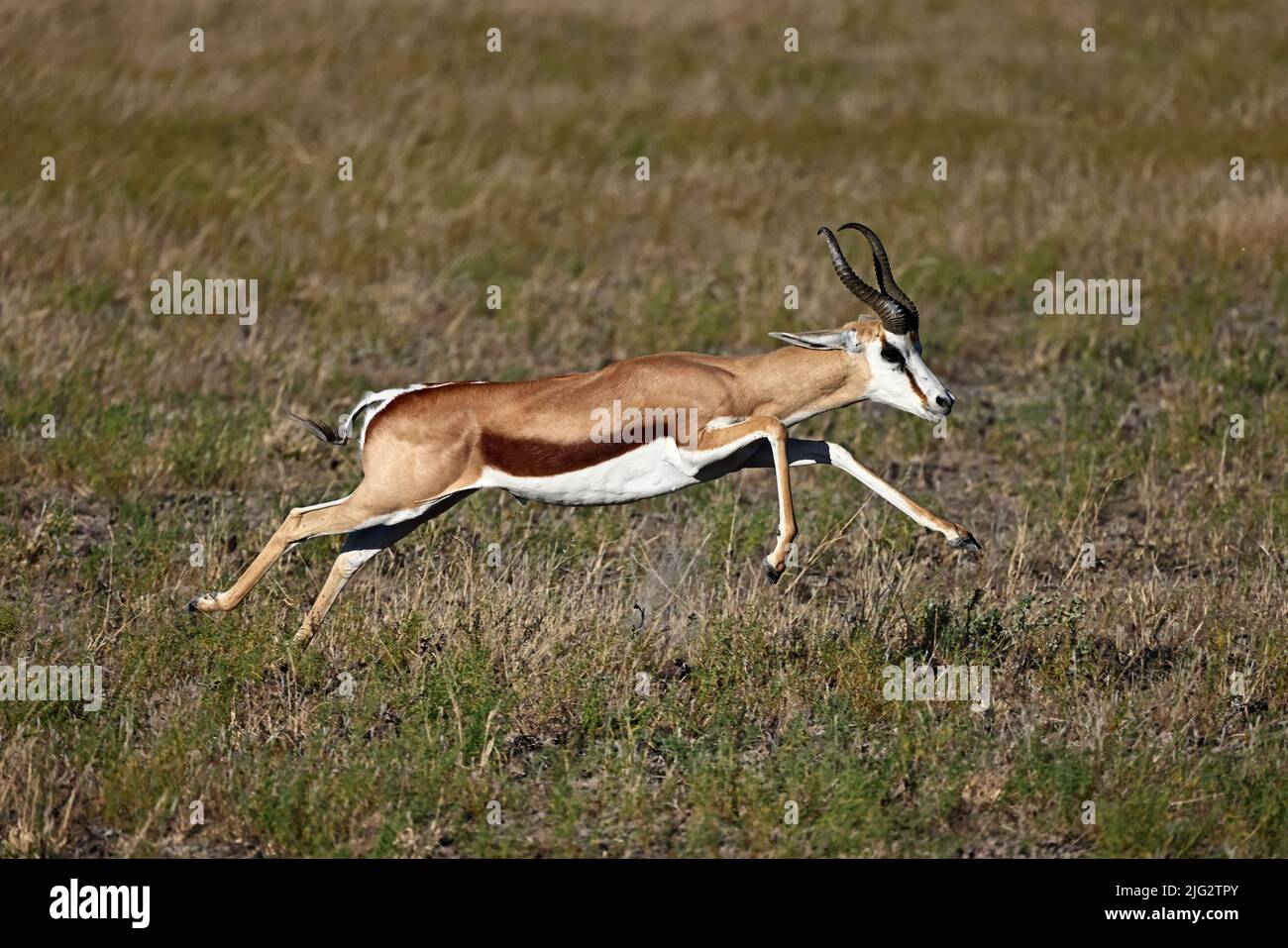 Springbok läuft im Kalahari Botswana Stockfoto