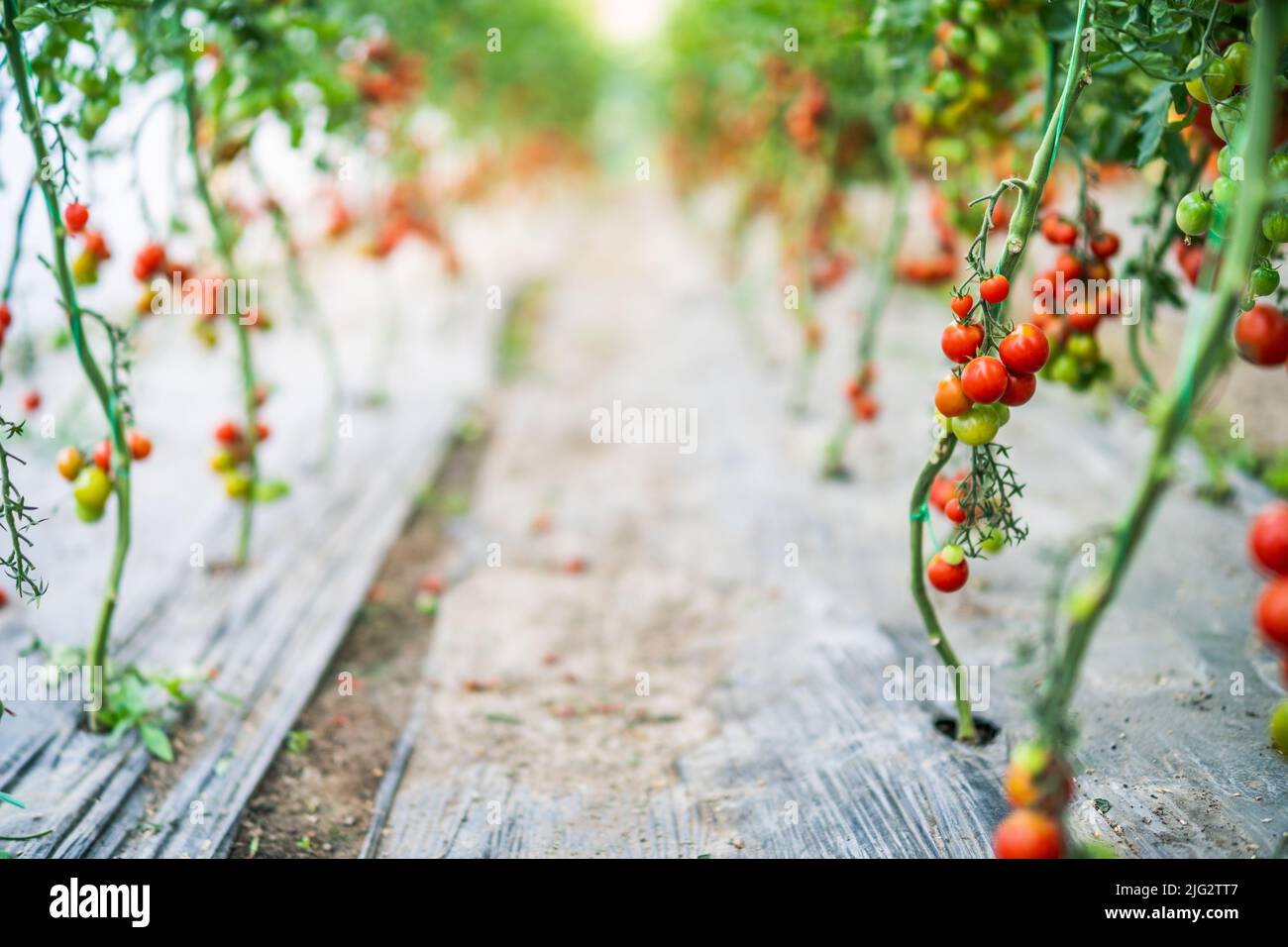 Anbau von Bio-Kirschtomaten im Gewächshaus. Stockfoto