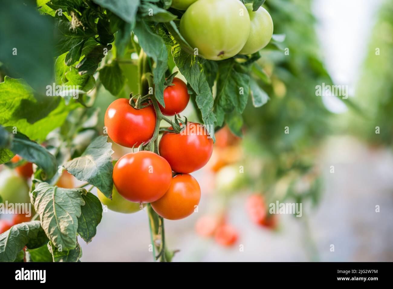 Nahaufnahme von reifen Tomaten im Gewächshaus. Stockfoto