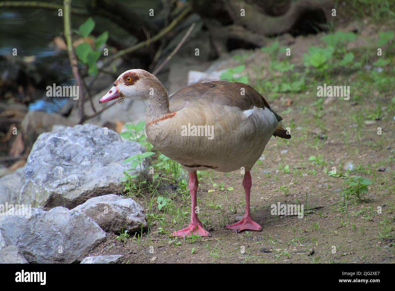 Ägyptische Gans, die am Ufer eines Sees spazieren gehen Stockfoto
