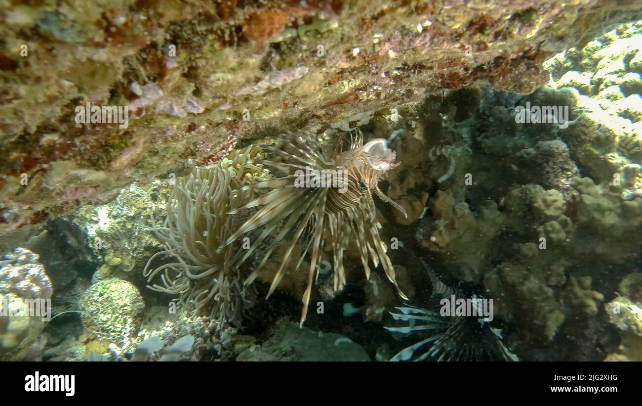 Gemeiner Löwenfisch oder Rotlionfisch (Pterois volitans) schwimmt kopfüber unter dem Korallenriff mit offenem Mund. Rotes Meer, Ägypten Stockfoto