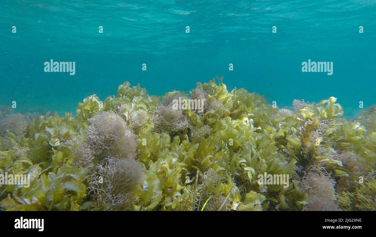 Dichtes Dickicht aus Rotalgen, Braunalgen und grünem Seegras in flachem Wasser in den Strahlen des Sonnenlichts. Unterwasserlandschaft, Rotes Meer, Ägypten Stockfoto