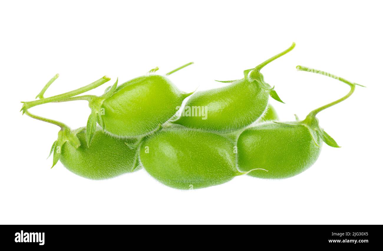 Grüne Kichererbsen in der Hülse, isoliert auf weißem Hintergrund. Cicer arietinum. Beschneidungspfad Stockfoto