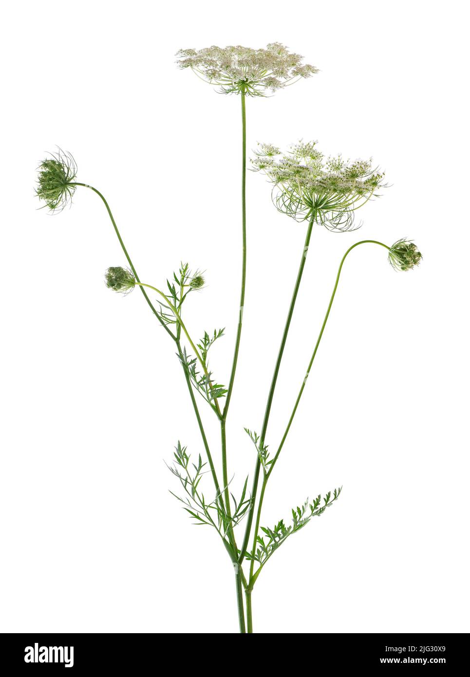Wilde Karotte oder Daucus carota, Blüten isoliert auf weißem Hintergrund. Medizinische Kräuterpflanze Stockfoto