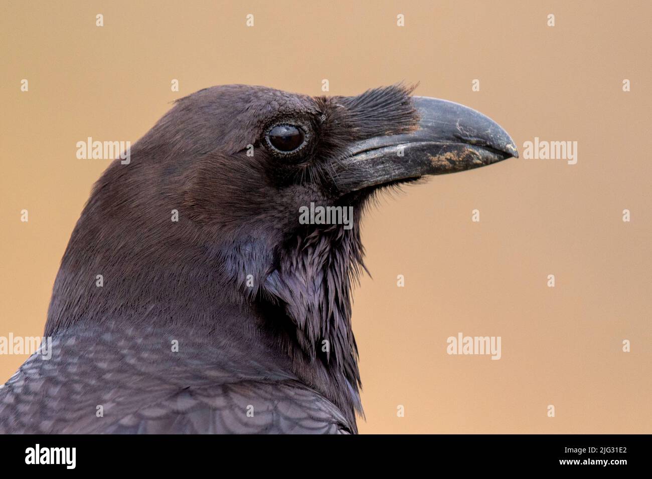 Kanarische Inseln Raven (Corvus corax jordansi, Corvus jordansi), Porträt, Seitenansicht, Kanarische Inseln, Fuerteventura Stockfoto