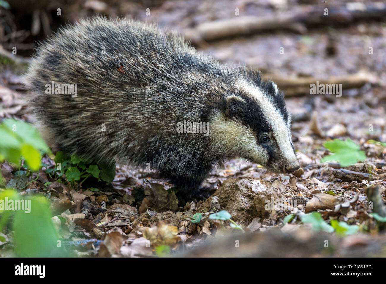 Altweltdachs, Eurasischer Dachs (Meles meles), Nahrungssuche auf Waldboden, Seitenansicht, Deutschland, Baden-Württemberg Stockfoto