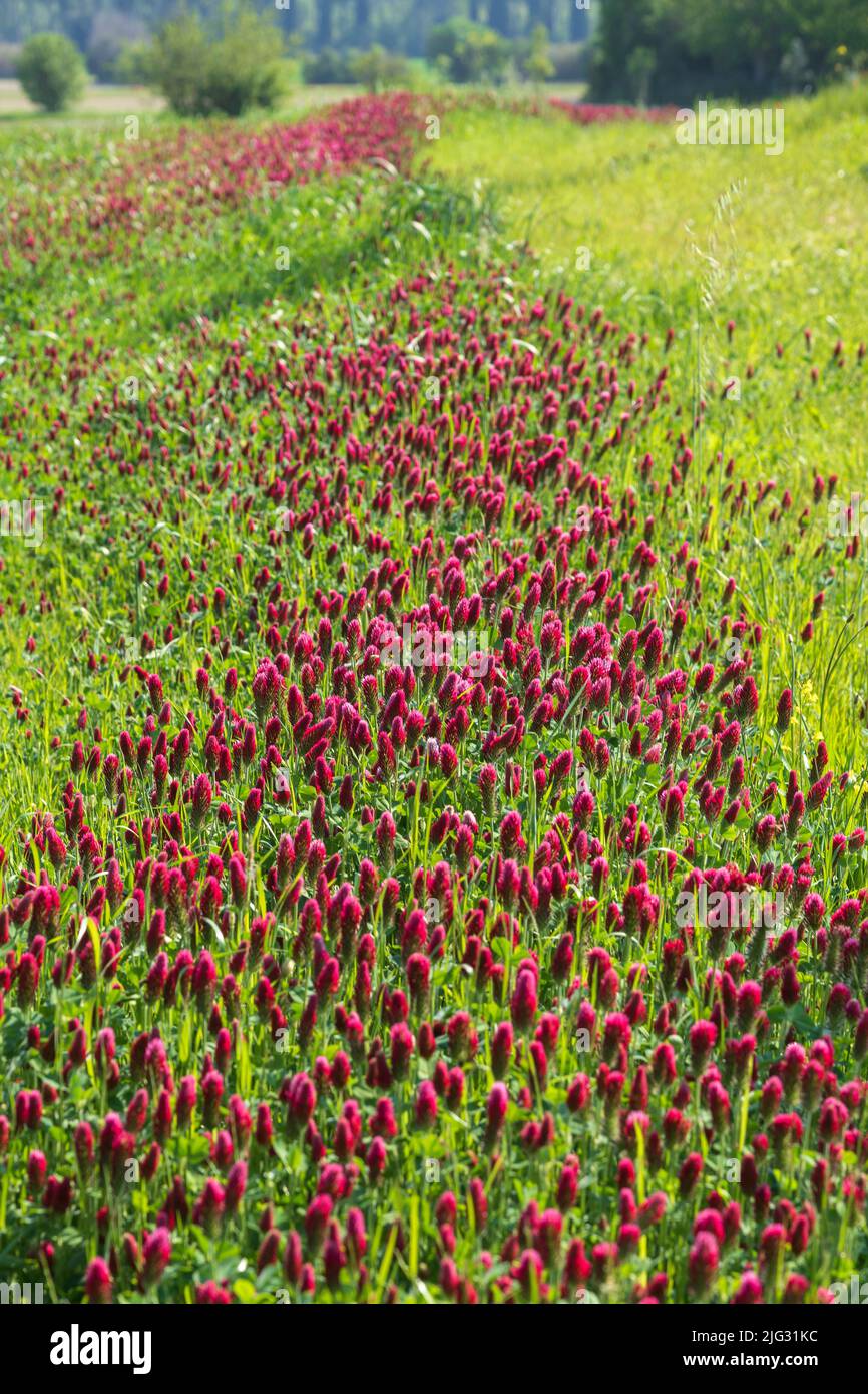 Naturreservat Abbadia di Fiastra, Feld mit fleischgewordener Klee, Trifolium incarnatum, Tolentino, Marken, Italien, Europa Stockfoto