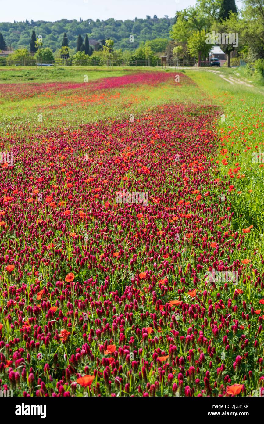 Naturreservat Abbadia di Fiastra, Feld mit fleischgewordener Klee, Trifolium incarnatum, Tolentino, Marken, Italien, Europa Stockfoto