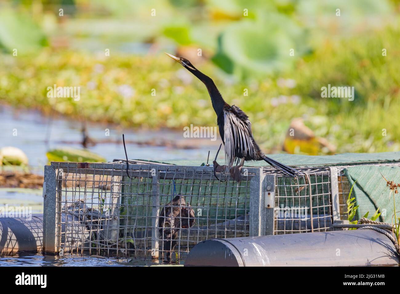 Australischer Darter (Anhinga novaehollandiae), auf einer Fischfalle thront, Australien, Northern Territory, Kakadu Nationalpark Stockfoto