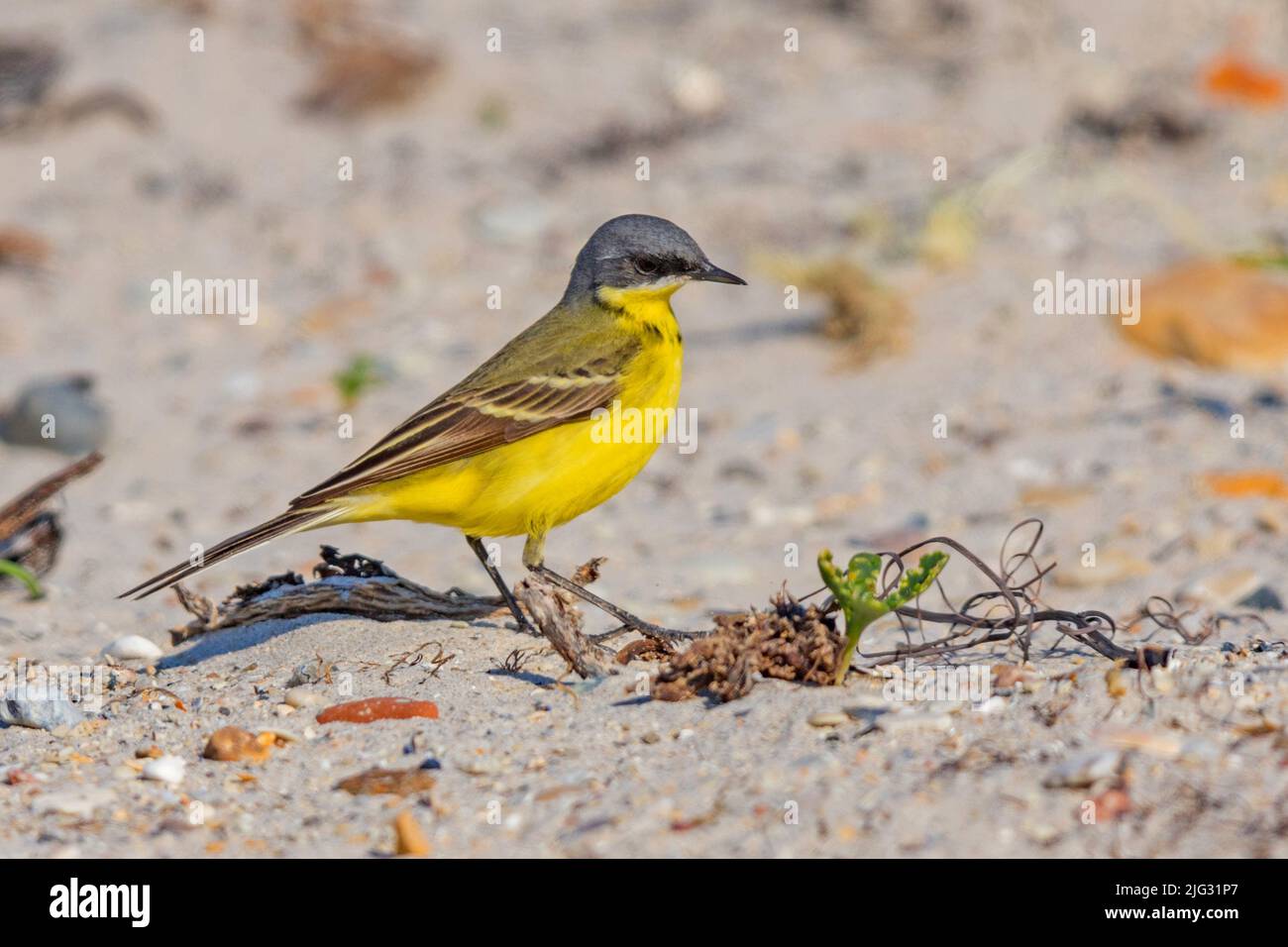 Dunkelköpfiger Schwalbenschwanz, Graukopf-Schwalbenschwanz, Gelber Schwalbenschwanz (Motacilla flava thunbergi, Motacilla thunbergi), auf sandigem Boden stehend, Seitenansicht, Stockfoto