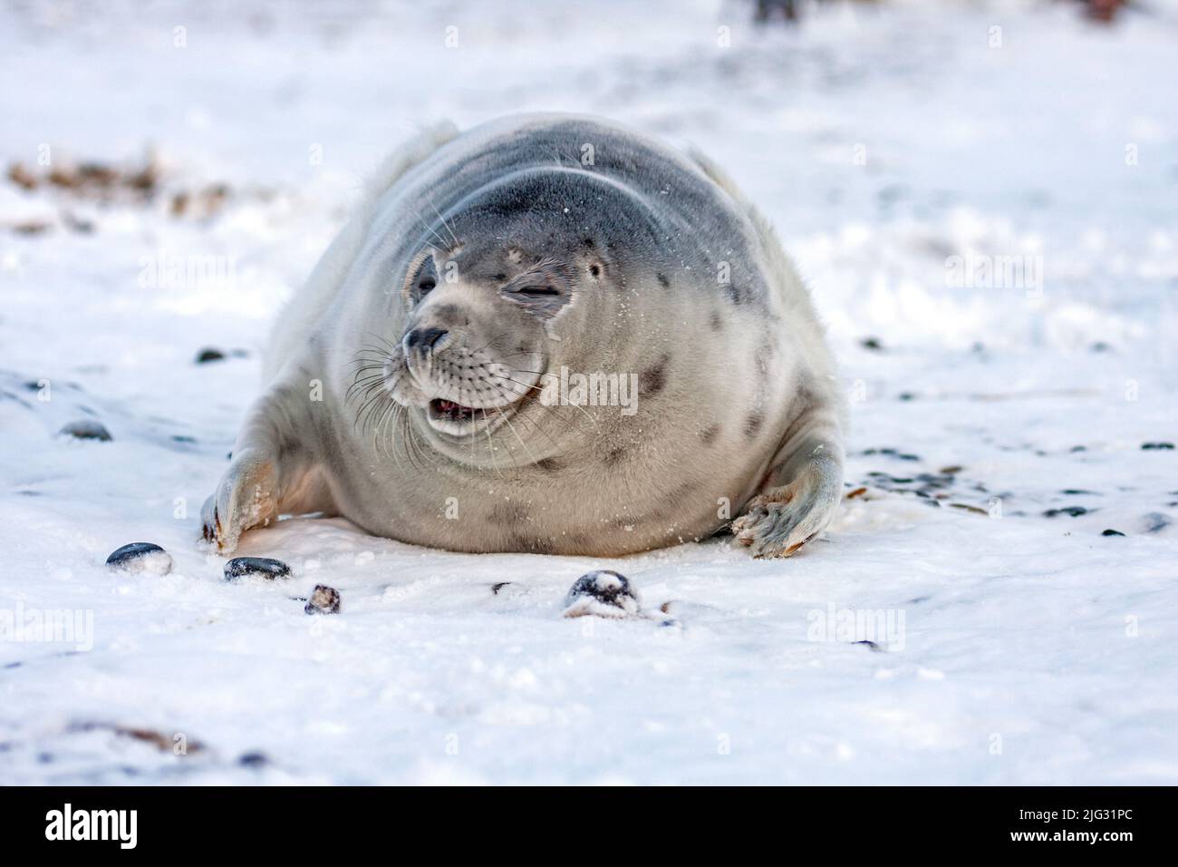 Graurobbe (Halichoerus grypus), Jungtier liegt im Schnee und blindes Auge, Vorderansicht, Deutschland, Schleswig-Holstein, Helgoland Stockfoto