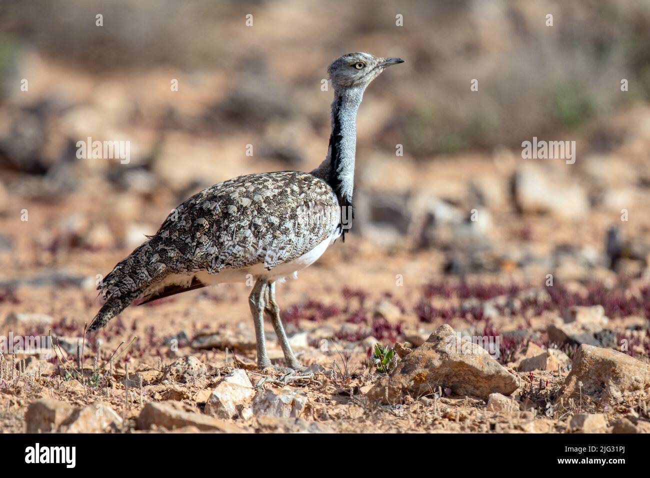 houbara bustard (Chlamydotis undulata), in der Halbwüste, Kanarische Inseln, Fuerteventura Stockfoto