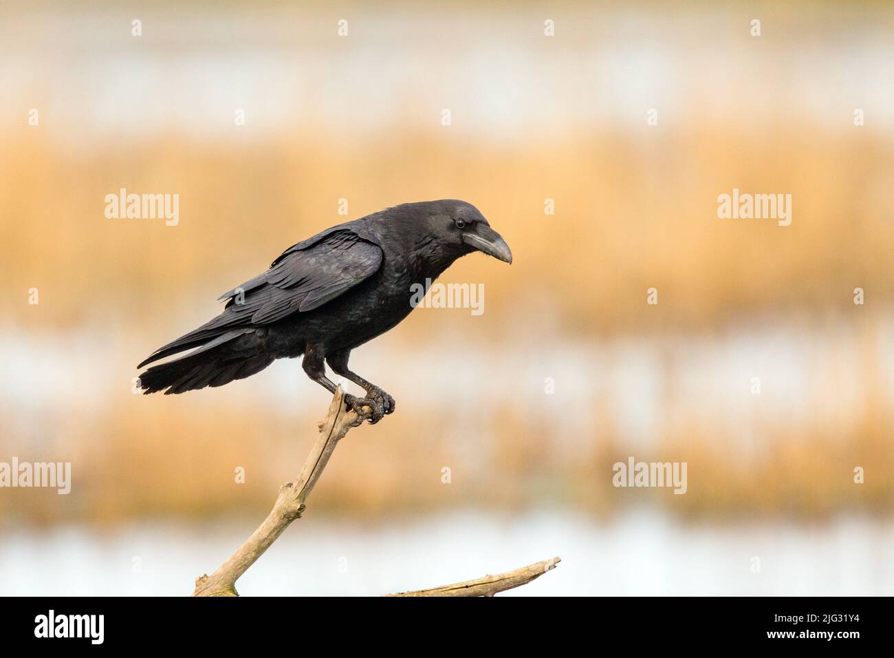 Kanarische Ostinsel Raven (Corvus corax jordansi, Corvus jordansi), auf einem toten Ast, Seitenansicht, Kanarische Inseln, Fuerteventura Stockfoto