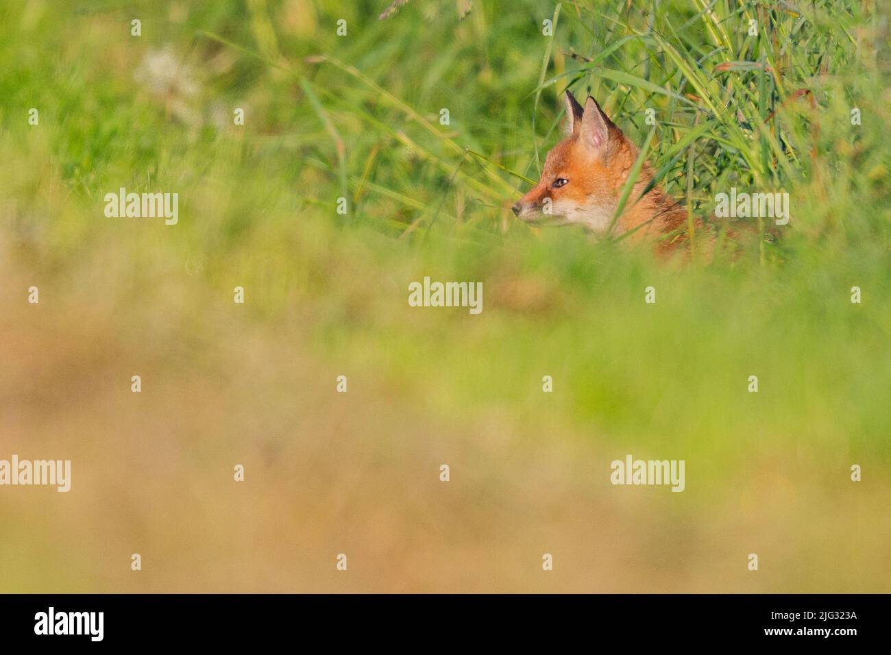 Rotfuchs (Vulpes vulpes), Fuchshund auf hohem Gras, Seitenansicht, Deutschland Stockfoto