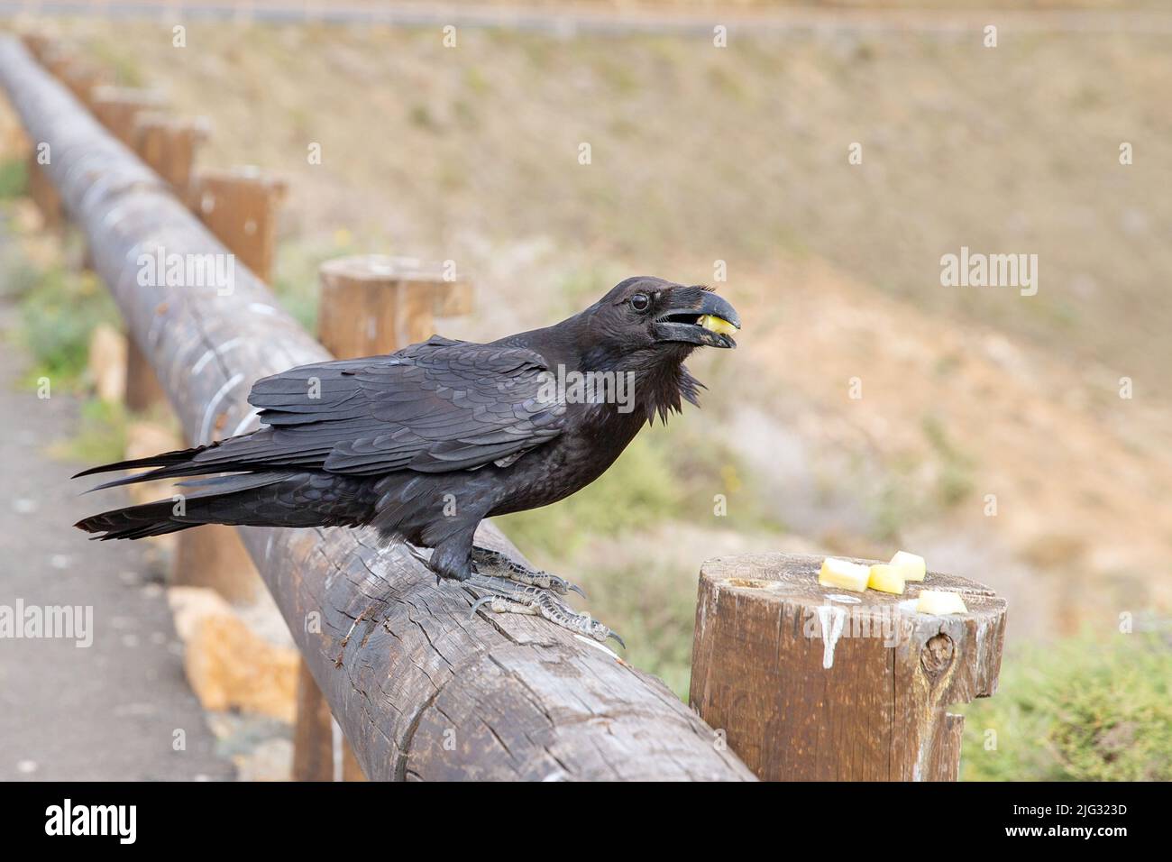 Die ostKanarische Insel Raven (Corvus corax jordansi, Corvus jordansi), Barschen auf einem Holzzaun und essen Fruchtstücke, Kanarische Inseln, Fuerteventura Stockfoto