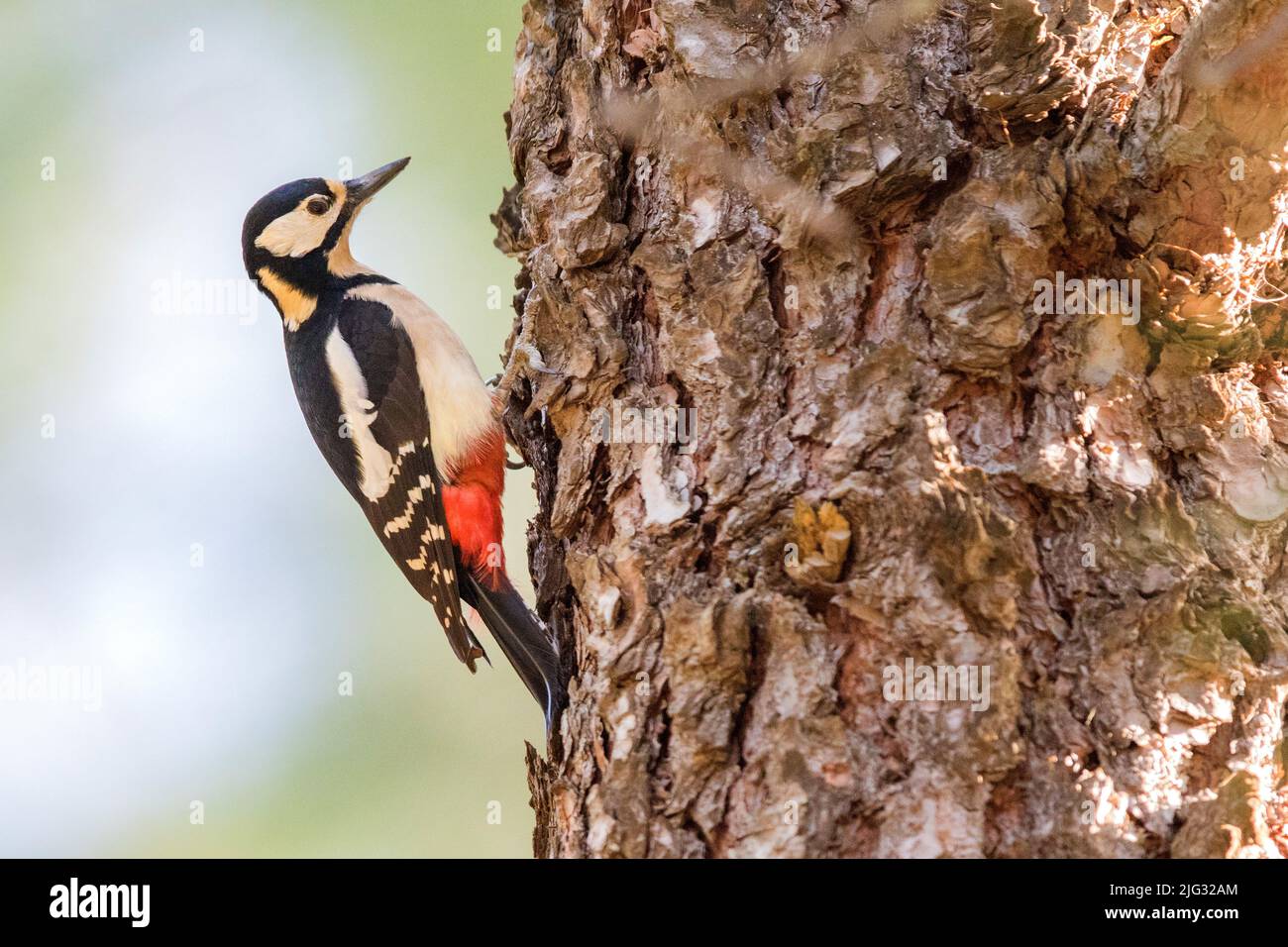 Buntspecht (Picoides major, Dendrocopos major), Weibchen auf einem Baumstamm, Deutschland Stockfoto