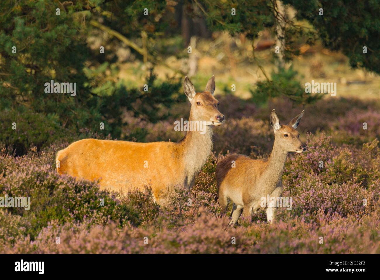 Rothirsch (Cervus elaphus), rote Hinterhand mit Kalb in blühender Heide, Deutschland Stockfoto