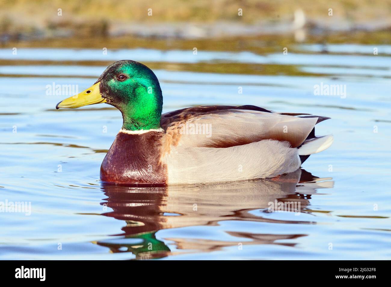 mallard (Anas platyrhynchos), schwimmende drake im Zuchtgefieder, Seitenansicht, Deutschland Stockfoto