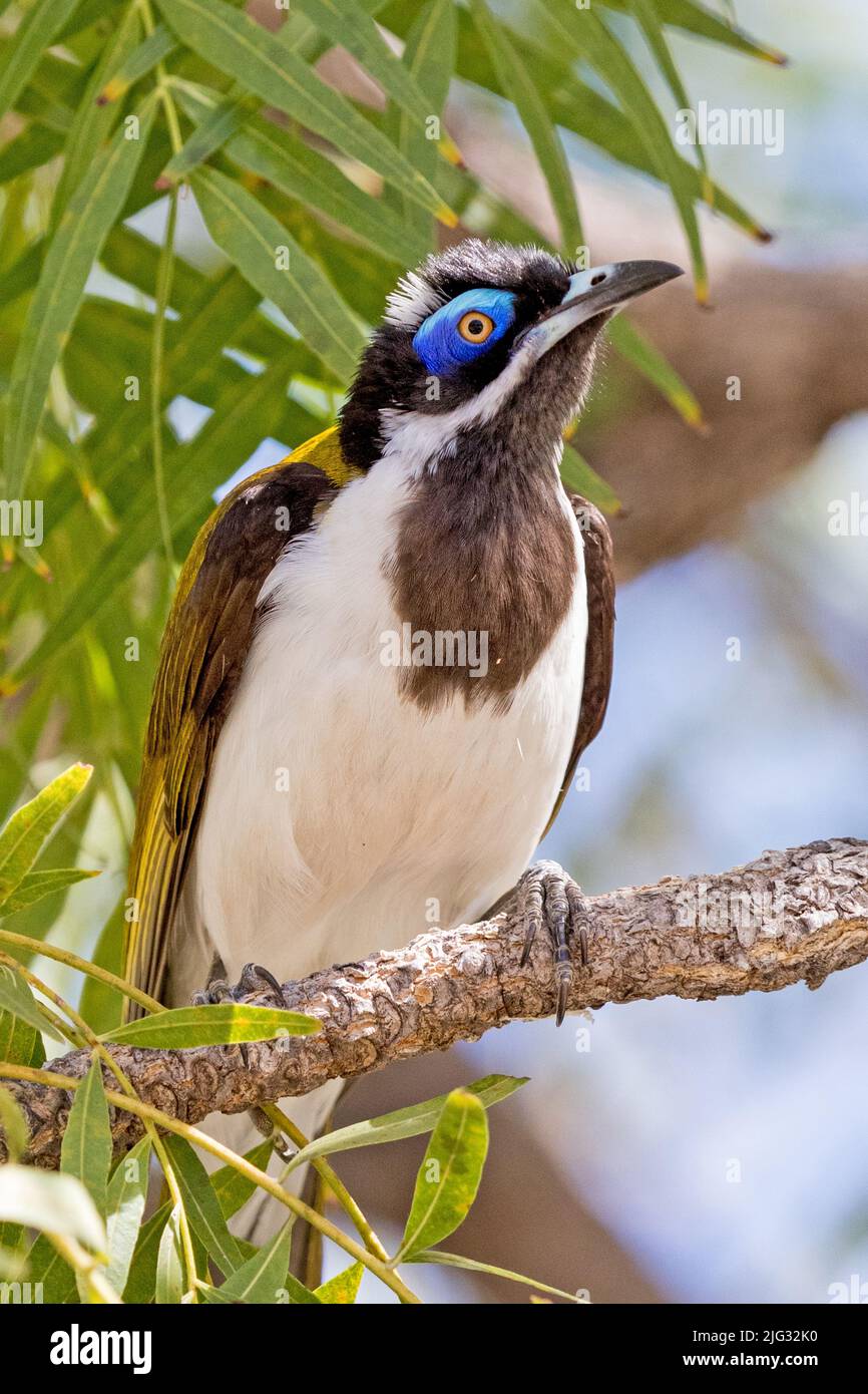 Blauer Honigfresser (Entomyzon cyanotis), auf einem Zweig, Australien, Northern Territory, Nitmiluk National Park, thront Stockfoto